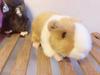 18cm Lifelike Cute Mouse Stuffed Plush Toys Simulation Animal Guinea Pig Doll Soft Sofa Pillow Room Ornament Kids Christmas Gift