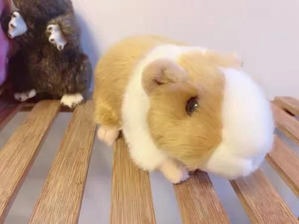 18cm Lifelike Cute Mouse Stuffed Plush Toys Simulation Animal Guinea Pig Doll Soft Sofa Pillow Room Ornament Kids Christmas Gift
