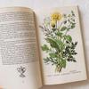 [USED] I'm drawn to the rustic feel of these vintage books on spices and herbs, foreign books, and old botanical books.