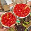 Enamel Snacks Bowl Large Capacity Cake Dessert Container with Lid Enamel Washbasin for Storing Soups and Vegetables