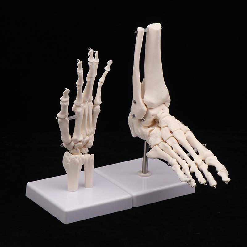Anatomical Hand And Foot Skeleton Model Showing Ulna And Radius Portray Natural Movement Of Human Hand Foot