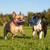 Botniță Respirabilă cu Bot Scurt Potrivită pentru Bulldog cu Bot Scurt Botniță Moale pentru Pug Anti Scormonire