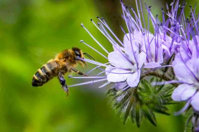 1000 Phacelia Seeds - honinghoudende groenbemester - reproduceerbare boerenzaden - SemiSauvage