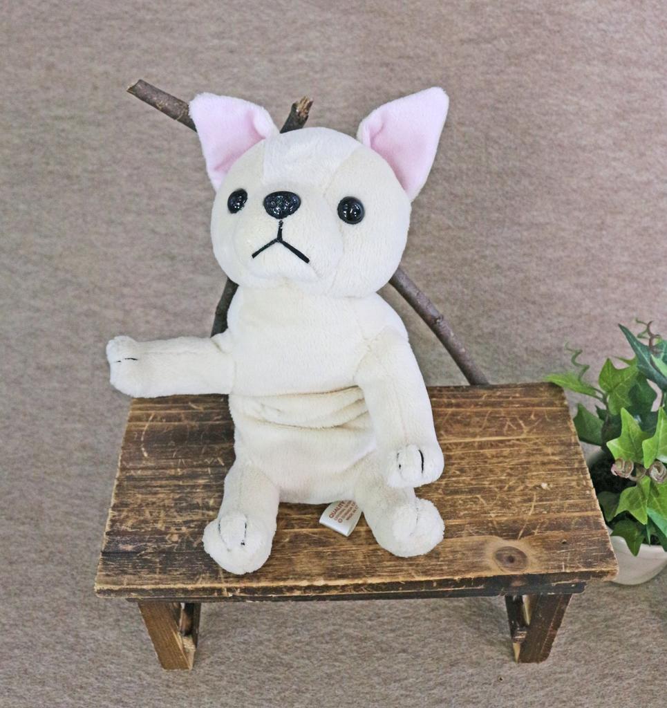 Shinada and Chihuahua together