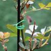 50/100/200m Garden Cable Ties Plant Twist Ties Plant Bundle Iron Wire Power Wire Loop Tape