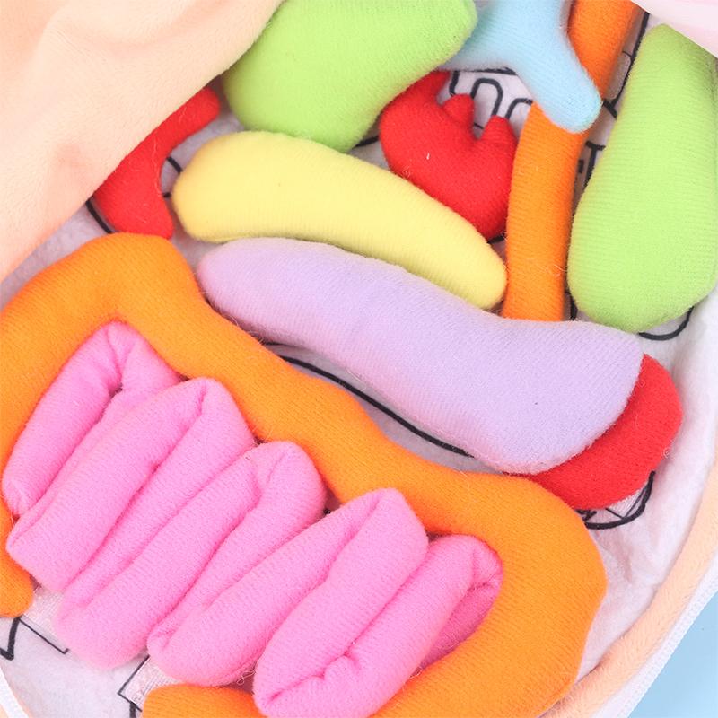 Kinder Montessori Spielzeug 3D Puzzle Menschlicher Körper Anatomie Puppe Körper Organ Lehrmittel Menschlicher Körper Anatomie Plüschtier