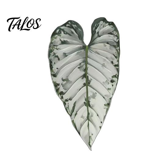 Botanical Fridge Magnets 3D Tropical Plants Refrigerator Magnet, Acrylic Green Decorative Plant Home Decor Memo Notes Photo Holder for Kitchen Office