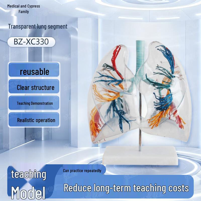 Transparent Lung Segment Training Model