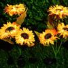 Solar Powered Night Lights Waterproof Atmosphere Lamp LED Solar Sunflower Lights  Outdoor