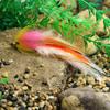 1/ 2PZ Misura 1/0 Occhi di Pesce 3D Mosca Streamer Pesca in Acqua Salata Salmone Luccio Trota Iridea Muschio Lure per Pesca a Mosca