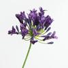 Falsche Agapanthus-Blumen Zweig Langer Zweig Künstliche Blume Neue Falsche Lotusblume Foto Requisiten