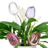 Plastic Tulip Plant Watering Globes Transparent Automatic Drip Irrigation Tool  Potted Plants