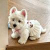 Pet Dog Dress Lightweight Floral Sleeveless Skirt Small Breeds Like Bichon Frise Teddy