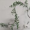 Lighted Artificial Olive Garland 6FT Fairy Light Faux Greenery Olive Vine Pre-lit Olive Garland for Spring Christmas Holiday Fireplace Decor