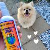 Cães – Produtos para cuidar do pelo de cães