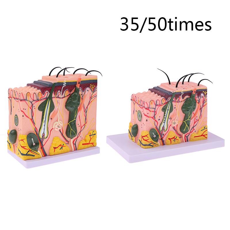 Model de piele de 35/50 de ori Structura părului de piele anatomică umană Măriți anatomia modelului