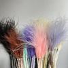 Long Pole Feather Grass Dried Flower Fluff Grass Needle Grass, Fresh And Smart Soft Decoration High-End Flower Diy Dried Flower Bouquet