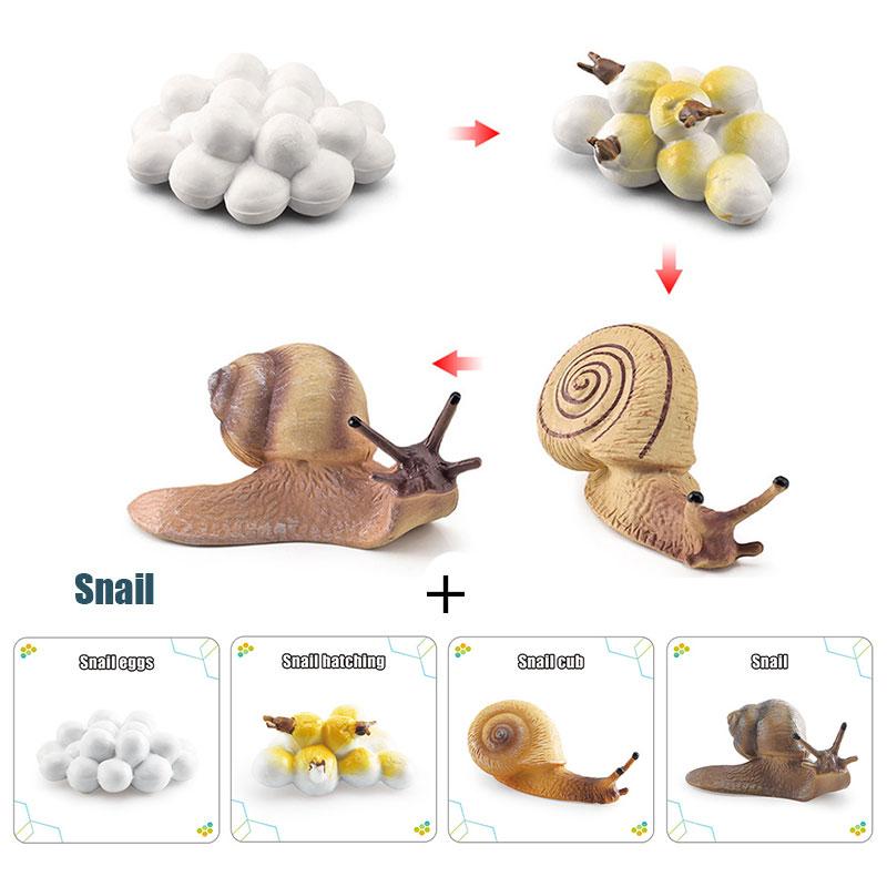 Toys Model Educational Simulated Animal Card Set Insect Plant Growth Cycle Cognitive Montessori Parish Home Open Learning Kids