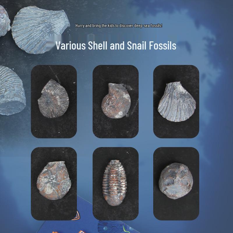 Children's Archaeological Fossil Dig Toy: Marine Shells & Ancient Gem Treasures