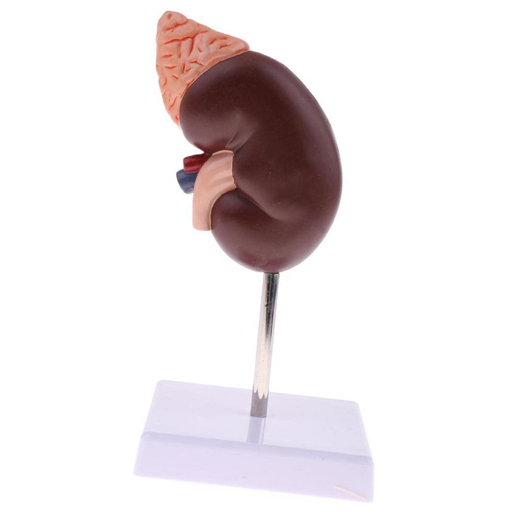 Kidney Model Anatomy Normal Human Anatomical Teaching Doctors Office Educational Tool