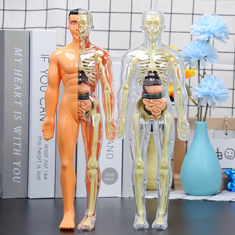 1 Set Human Anatomy Model Set - Removable Skeleton and Full Torso -Skeleton Model Kit with Removable Organs