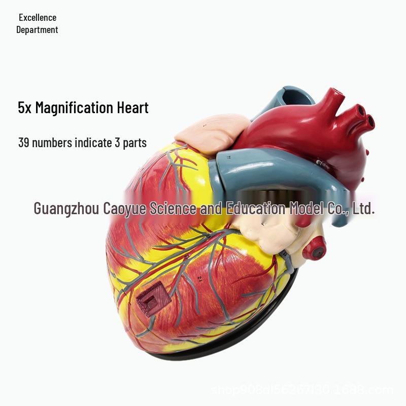 5-Piece Detachable Human Heart Anatomy Model for Cardiology Teaching