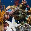 2Pcs Sea Star Decor High Quality Resin Marine Animals Fish Tank Ornament for Aquarium Decor Chic Stylish Design