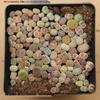 Rare Lithops Succulent Pot: Diverse Colors & Varieties