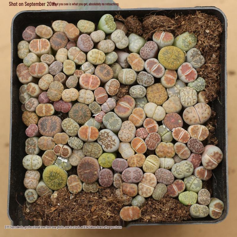 Rare Lithops Succulent Pot: Diverse Colors & Varieties
