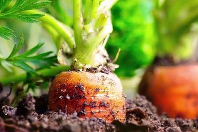 500 semi di carota Nantes - verdure dell'orto - semi contadini riproducibili - SemiSauvage