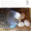 LYHMHAMY Fake Plastic Set of Bird Toys for and Small Breeding Fake Egg Food DIY Gardening Accessories Eggs, Eggs, 6, Parakeets, Budgies, Birds,