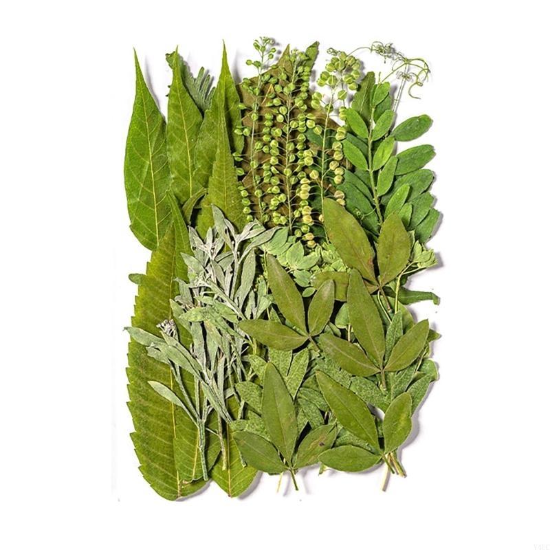 35Pcs Natural Pressed Dried Leaves Set For Candle Making Jewelry Making Art Craft Bookmarks Crafting Scrapbooking