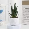 Diamond Succulent Set: Desktop Potted Ornament Decor