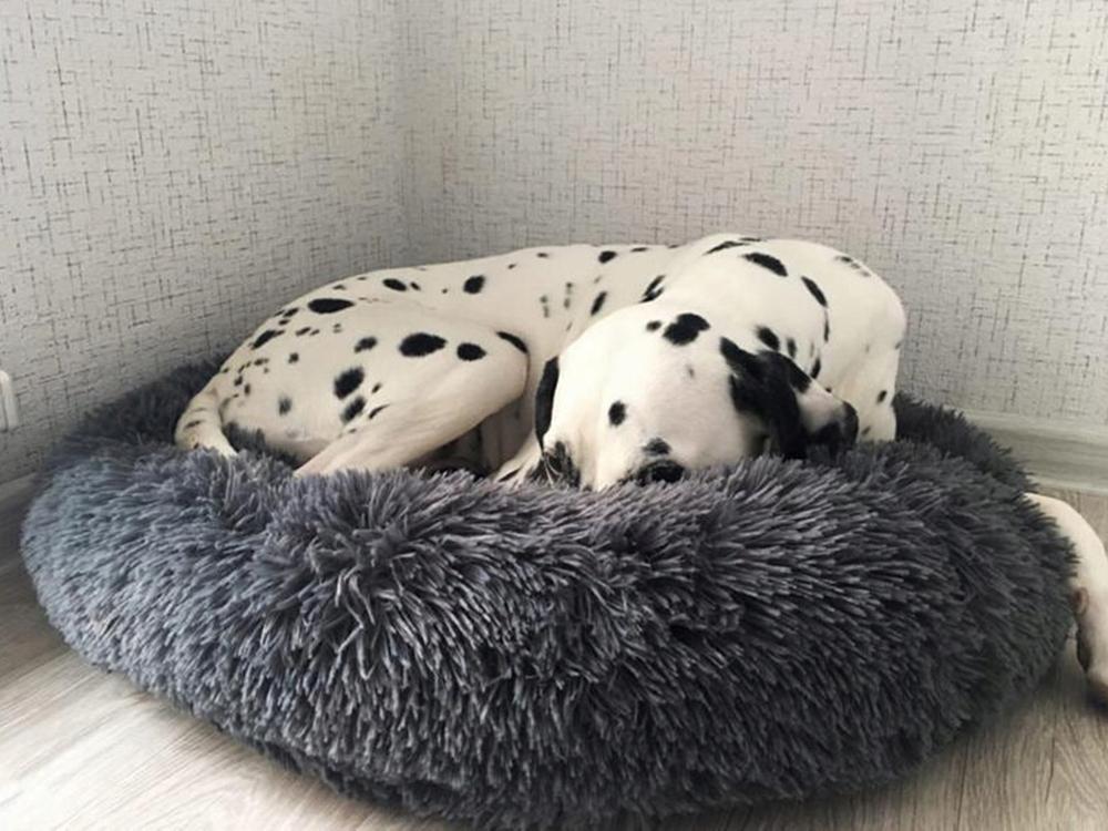 Plush Bed 100 Gray Dark (15) Gab_C