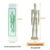 12-inch and 10-inch Jointed Wooden Mannequin Doll for Art and Painting