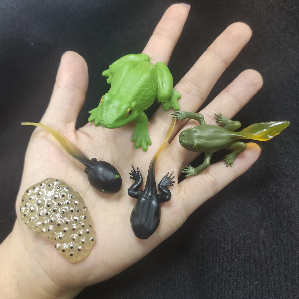 Children Simulation Biology Model Toy Animal Plant Life Growth Cycle Montessori Children Toys Set Teaching Aids Educational Toys