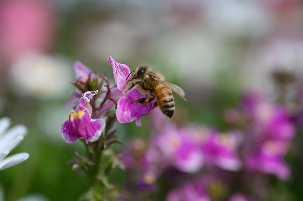 Nikon NIKKOR Z MC 50mm Compact Macro Prime Lens for Z Series Mirrorless Cameras Nikon USA Model F/2.8