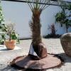 Tree Root Protector Winter Protection Plant Cover Frost Protection Thermal Tree Root Cover with Drawstring for Cold Weather Palm Trees
