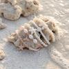 Elegant Mermaid Tail Imitation Pearl Elastic Bracelet Set for Women Cute Bowknot Starfish Shell Bracelets Party Jewelry Gift