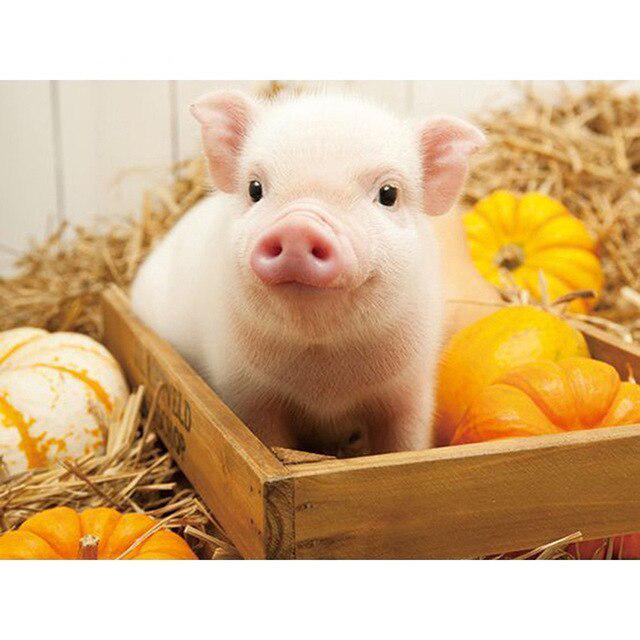 Porc DIY 5D pictura cu diamante cu punct de cruce animal rotund complet rășină diamant broderie kit imagine de strass mozaic walll art