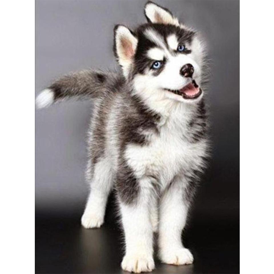 5D DIY Diamond Painting Animal Husky Picture Full Diamond Embroidery Rhinestone Mosaic Cross Stitch Kit Furniture Decoration