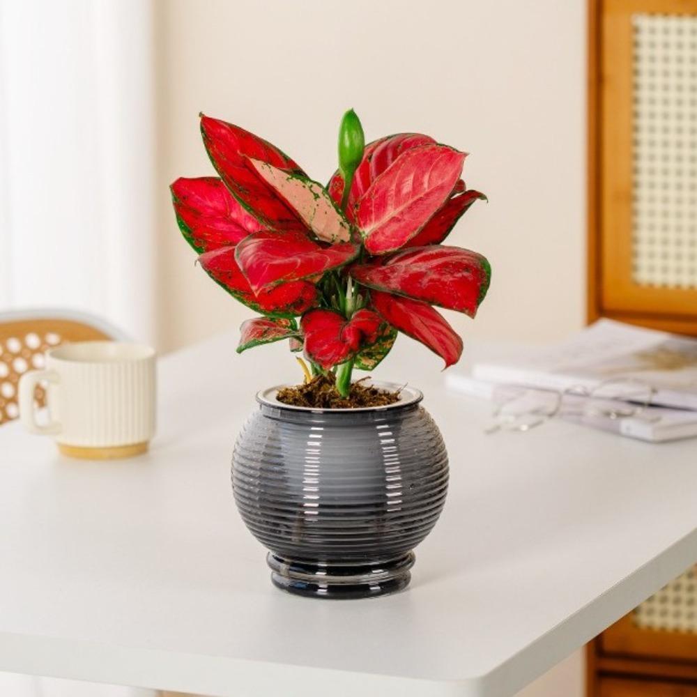 Wyjmowana doniczka Plastikowa Biurowa Dekoracja Bonsai Modna Mini doniczka na sukulenty Wazonik na biurko