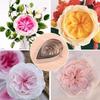 7 buc/set Formă de picătură de apă Oțel inoxidabil Petală de trandafir Tăietor de biscuiți Formă Casă Forme de patiserie Prelucrare zahăr Coacere Decorare tort Instrument