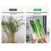 Refrigerator Preservation Storage Box Storage of Scallion and Cilantro Noodles Vegetable Fruit Home Storage Basket Containers