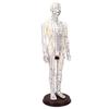 52cm Acupuncture Model 360 Degree Rotatable Arms Acupoint Body Model for Student Teaching Demonstration White Men