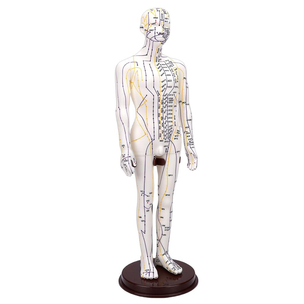 52cm Acupuncture Model 360 Degree Rotatable Arms Acupoint Body Model for Student Teaching Demonstration White Men