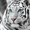 Full Drill Square Diamond Painting Tiger Needlework Art Diamond Embroidery Animal Diamond Mosaic Handicraft Home Decor