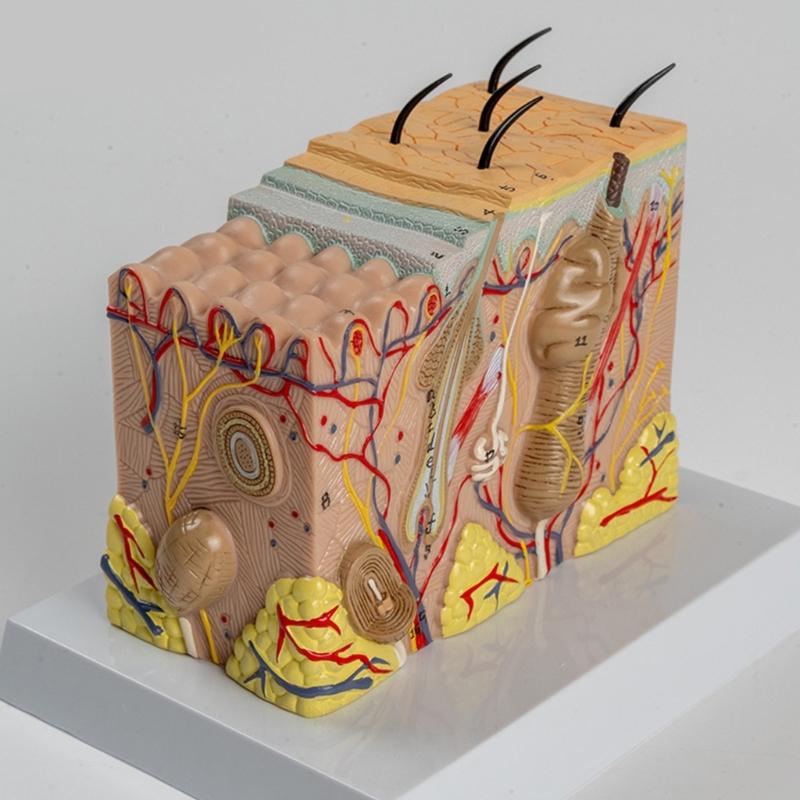 Anatomisches menschliches Hautmodell Menschliche Hautstruktur Anatomisches Modell für Wissenschaftsunterrichtsstudium Ausstellung Lehrmodell