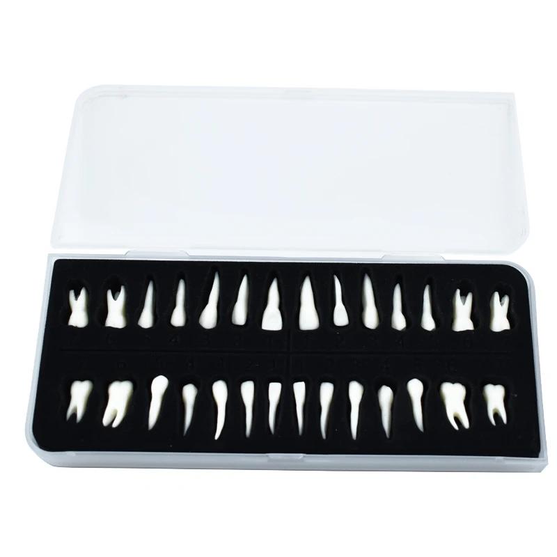 28 Pieces Dental Demonstration Permanent Teeth Model 1 To 1 Full Set for Implant Practice Teaching and Study