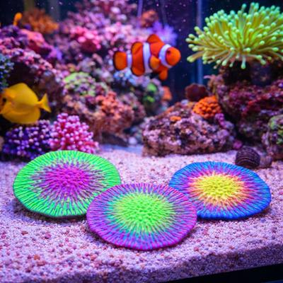 Peces y mascotas acuáticas – Decoración de peceras